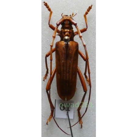 Dejanira quadripunctata Thomson, 1864 male Indonesia, Java 30mm61